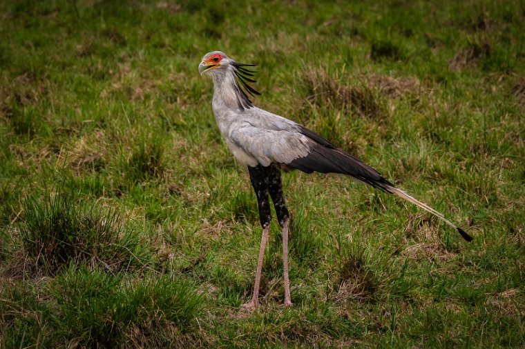 119 Masai Mara, secretarisvogel.jpg